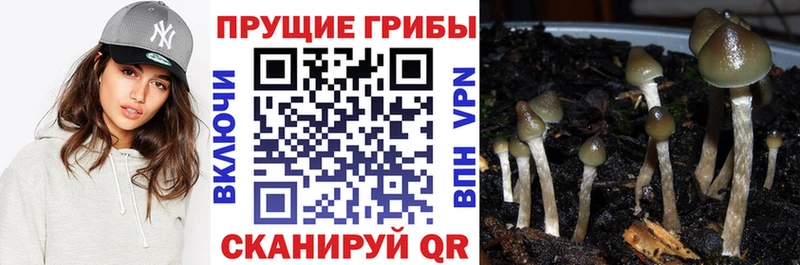 Галлюциногенные грибы GOLDEN TEACHER  дарнет шоп  Северо-Курильск 